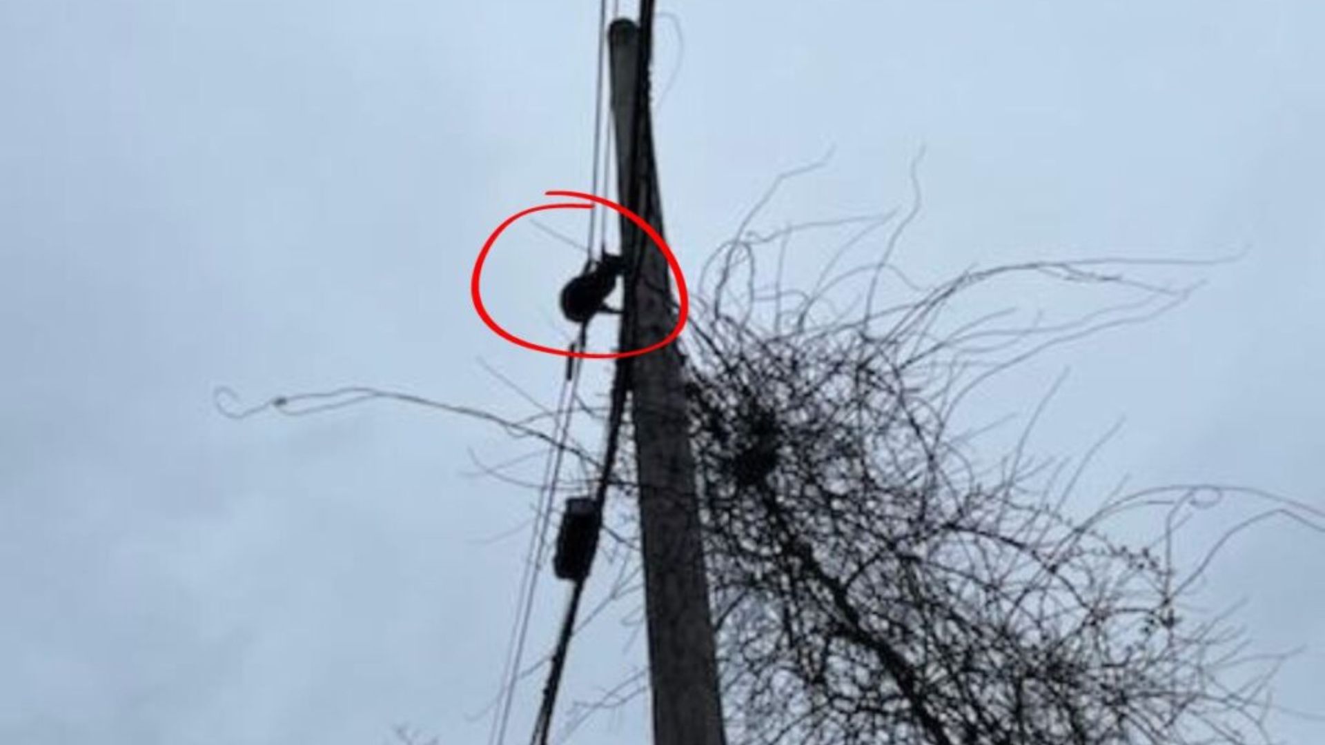 isp workers rescue cat