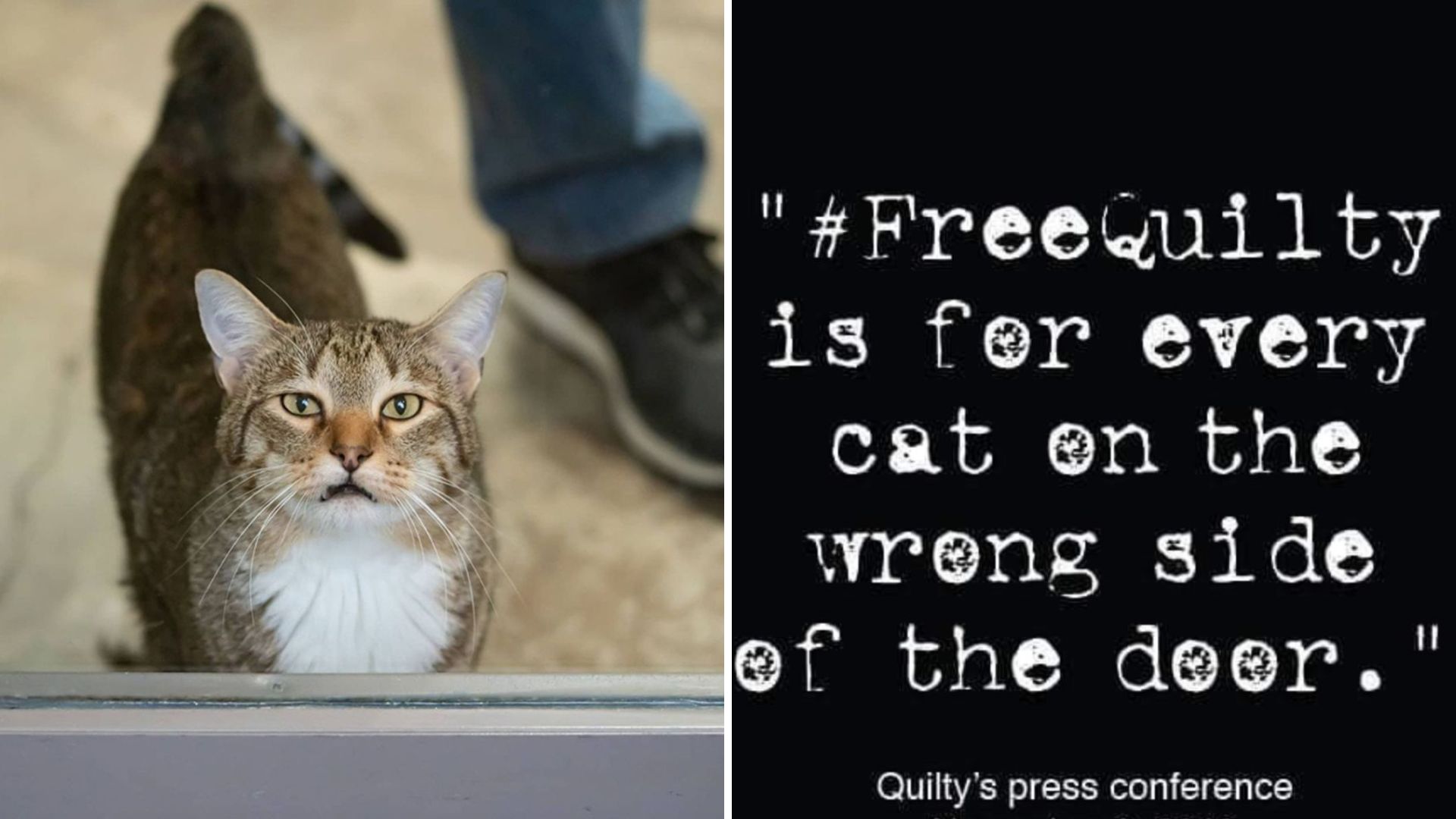 escaping cat sparks a viral movement