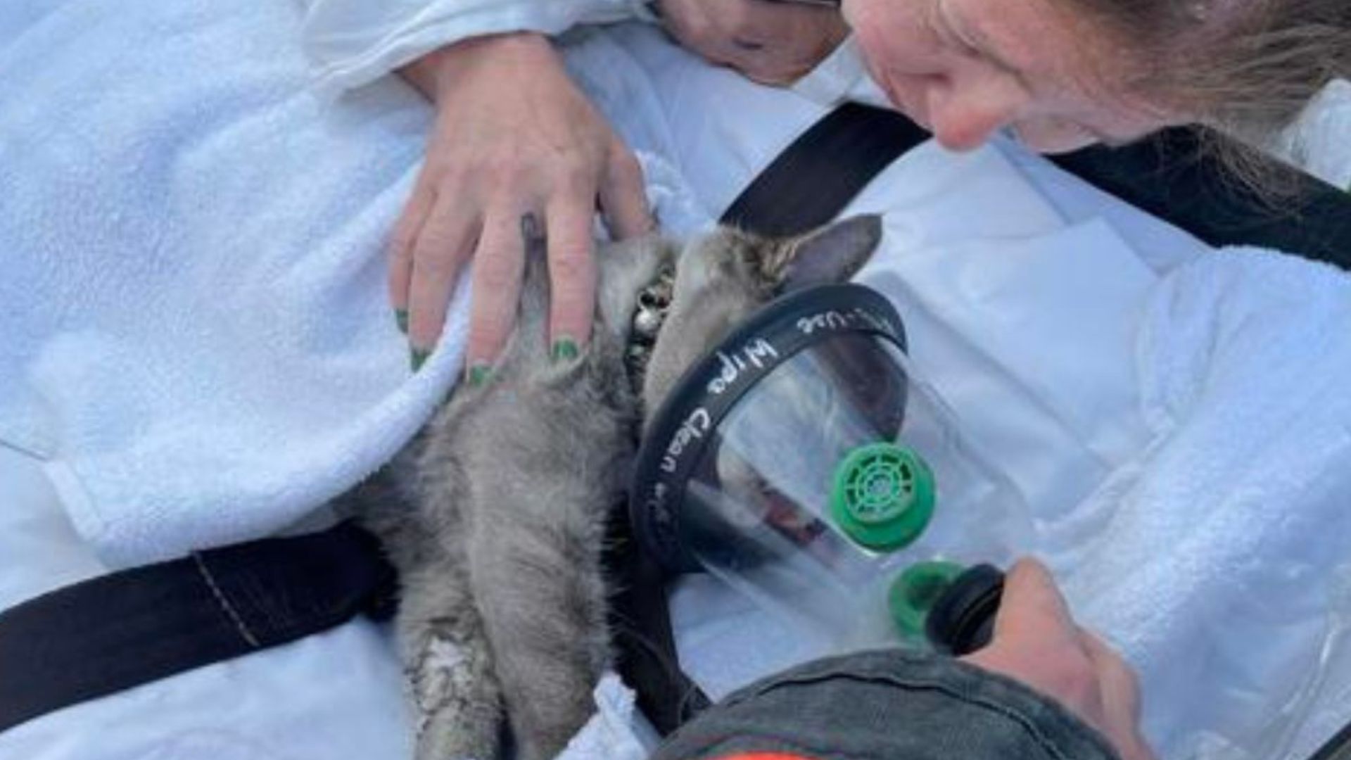 cat get rescued