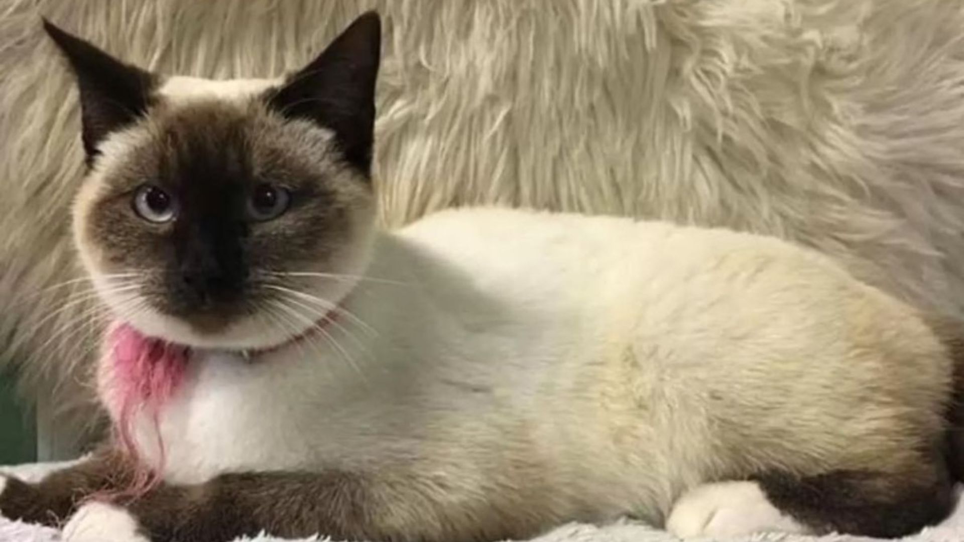 Cat Left At The Illinois Shelter With A Mysterious Note Tucked Onto Her Pink Collar