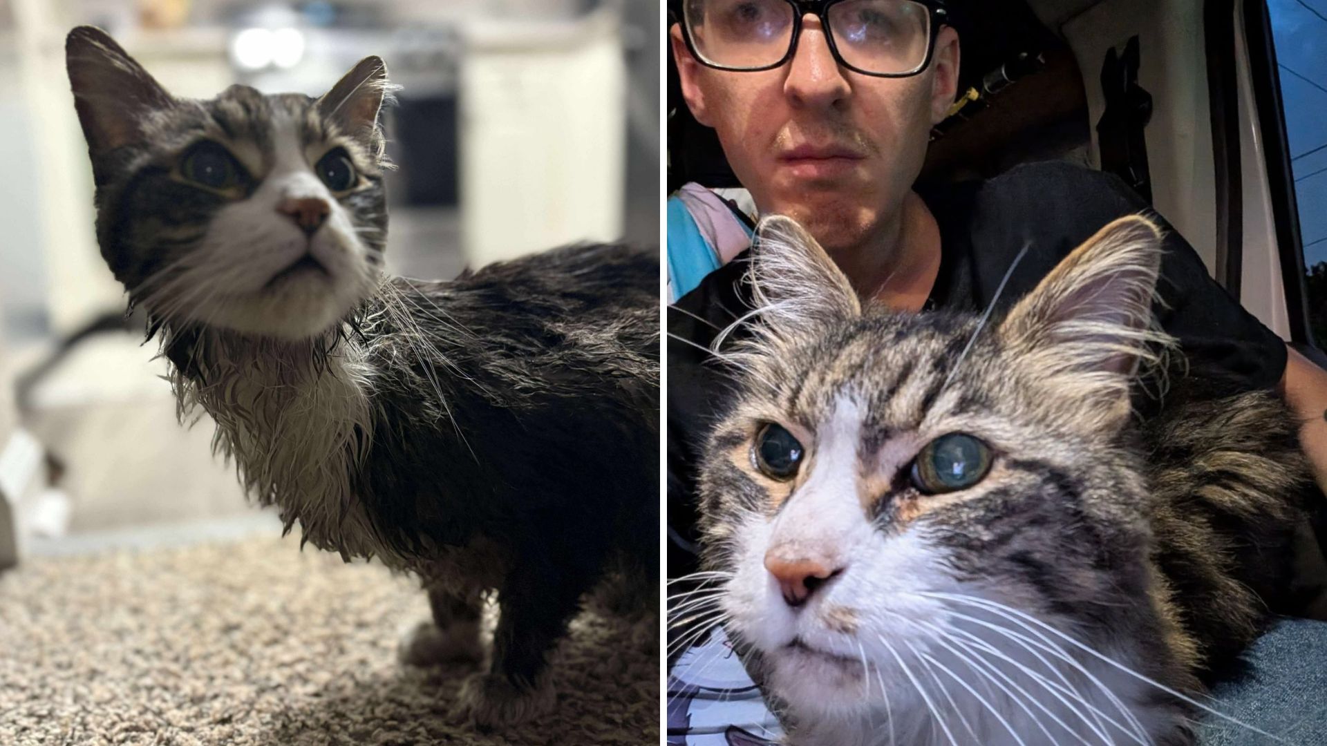 bermuda cat found under amazon truck