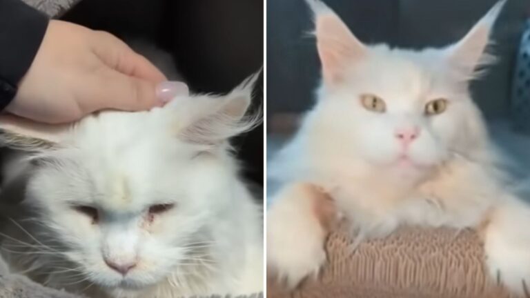 cat rescued from kitten mill