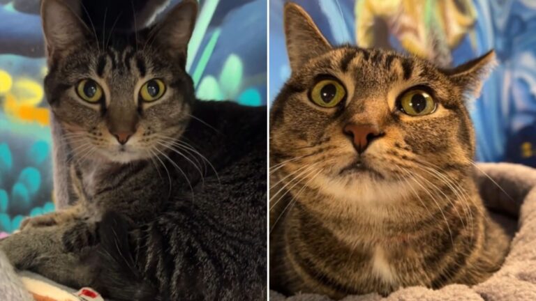 bullied cat returns to shelter