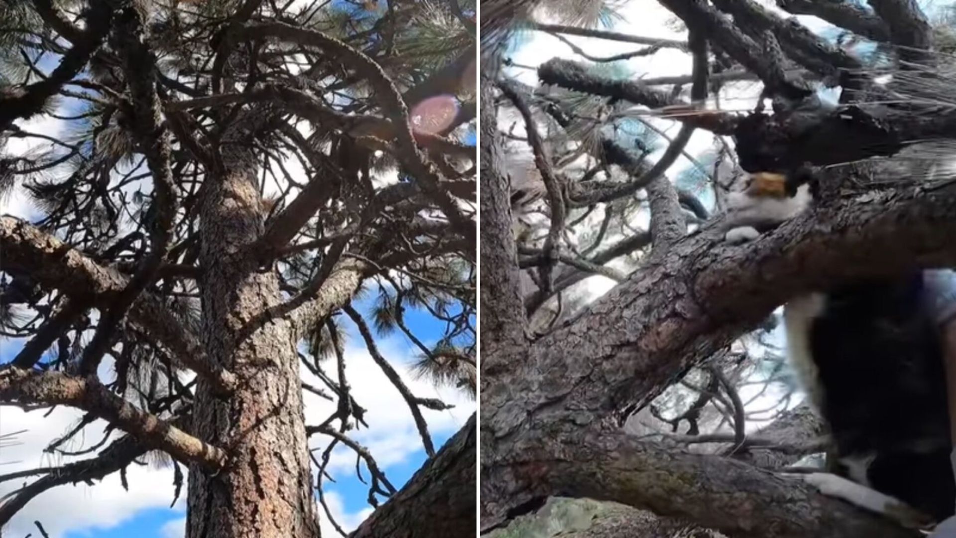 cat in tall tree