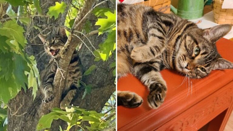 cat stuck in tree