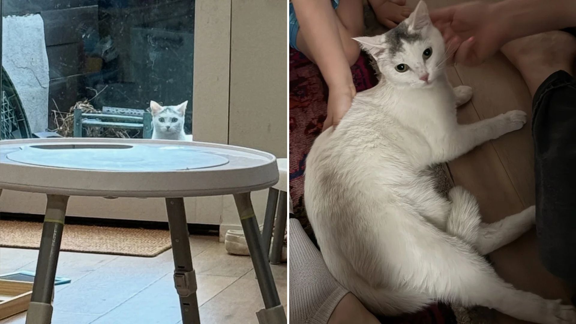 cat wanders in ny backyard and finds love