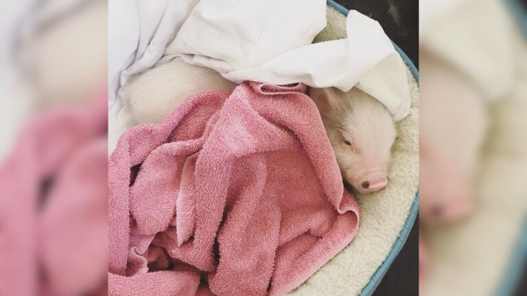 a piglet