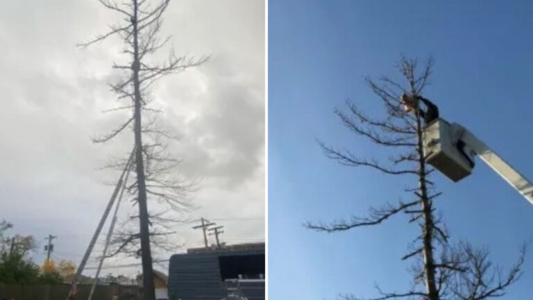 rescuers save cat stuck in tree