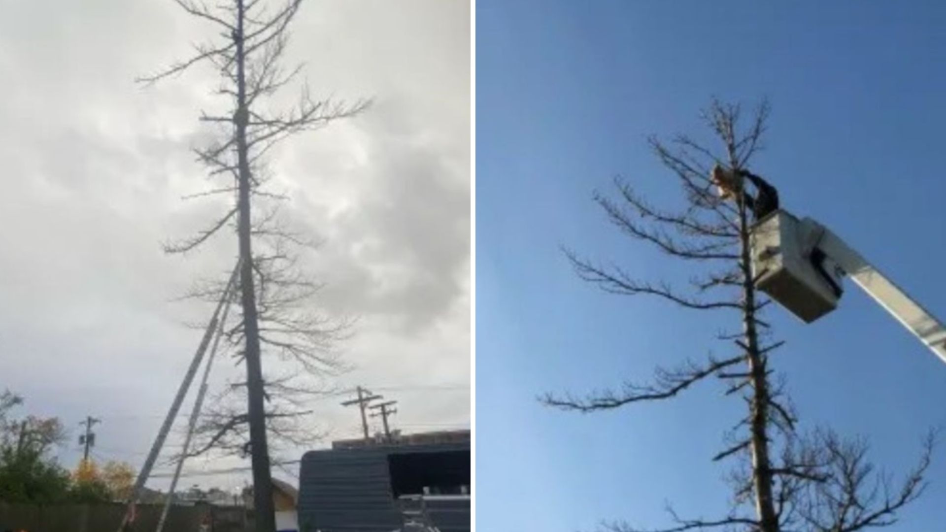 rescuers save cat stuck in tree