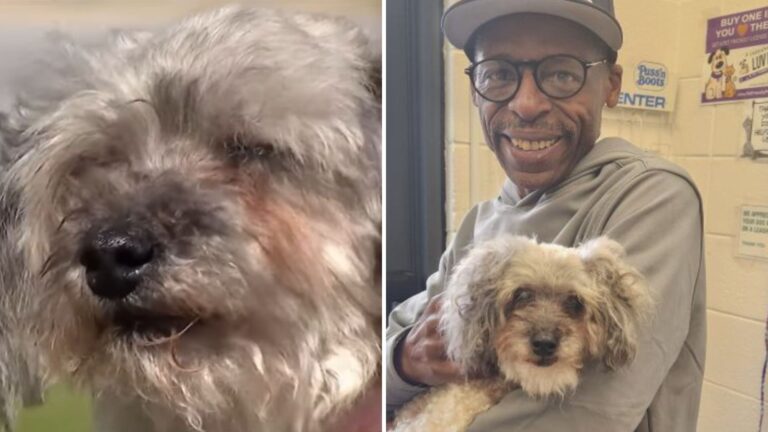 pete the dog found after ten years