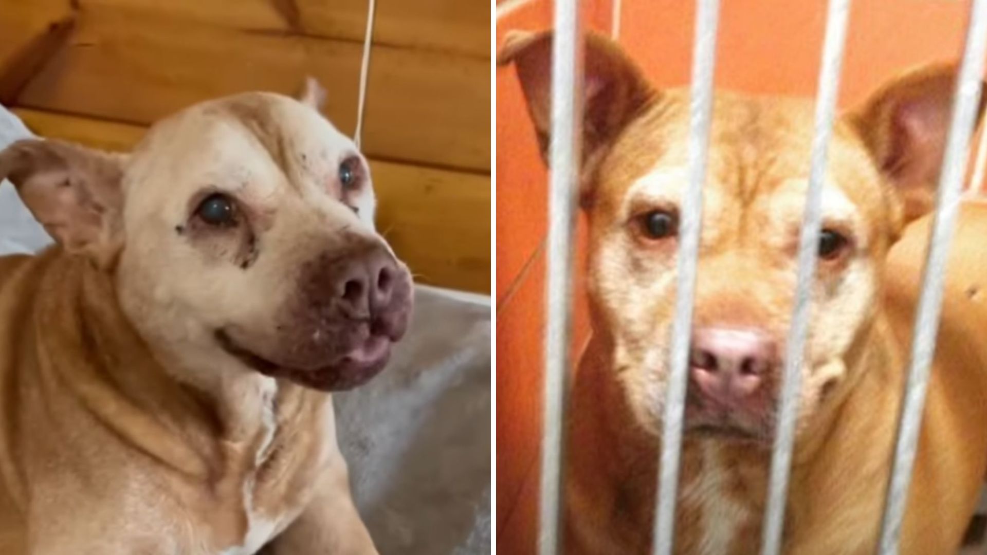 senior abandoned dog