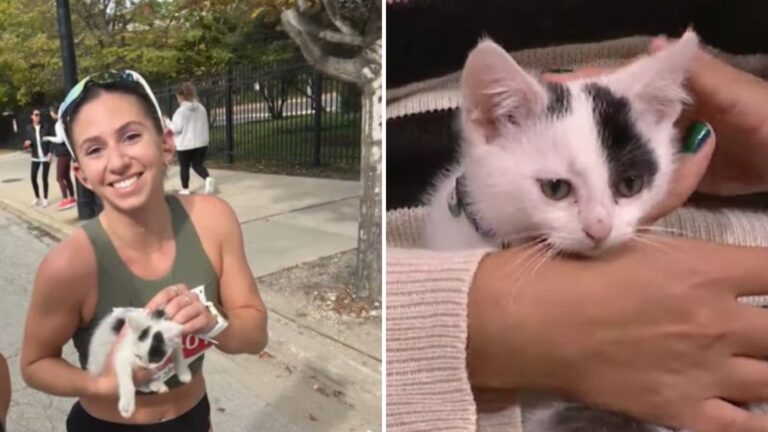 marathon runner saves kitten
