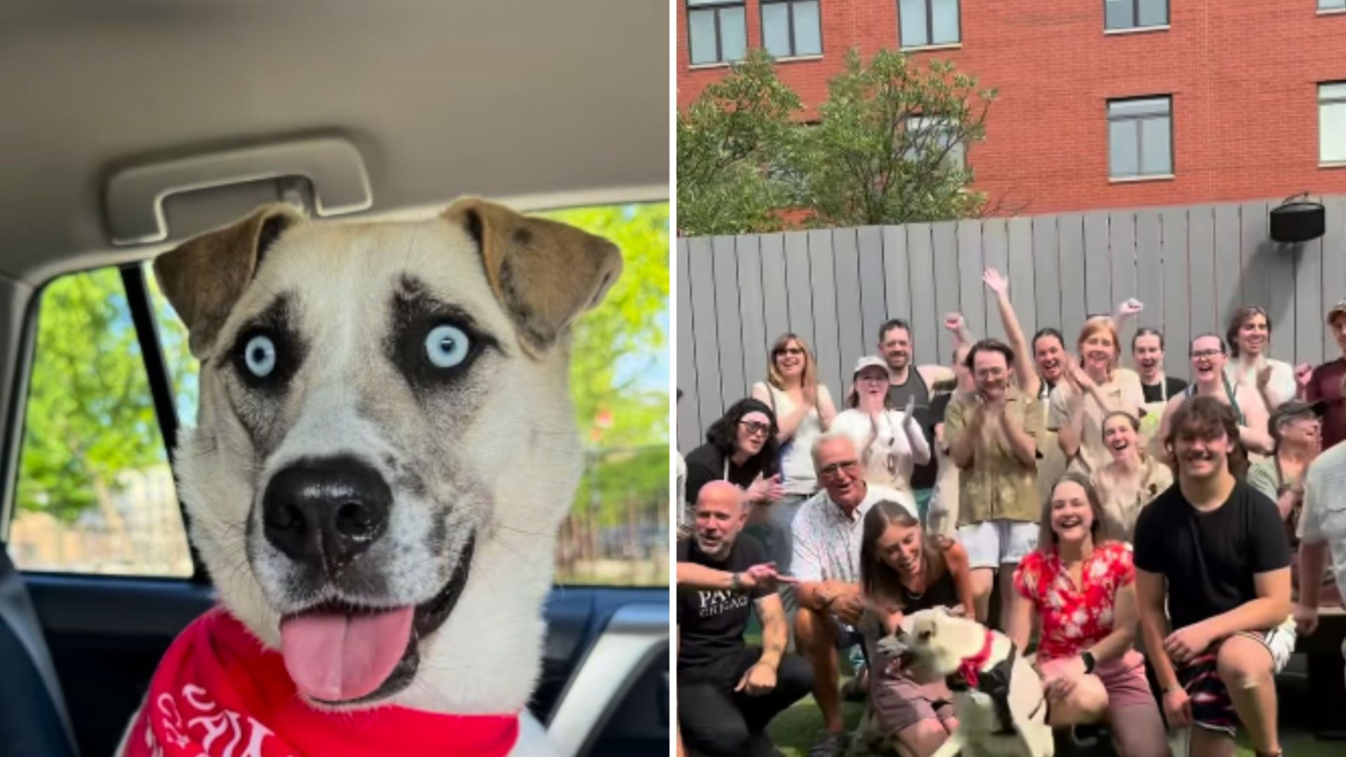 shelter dog gets a home and a big party