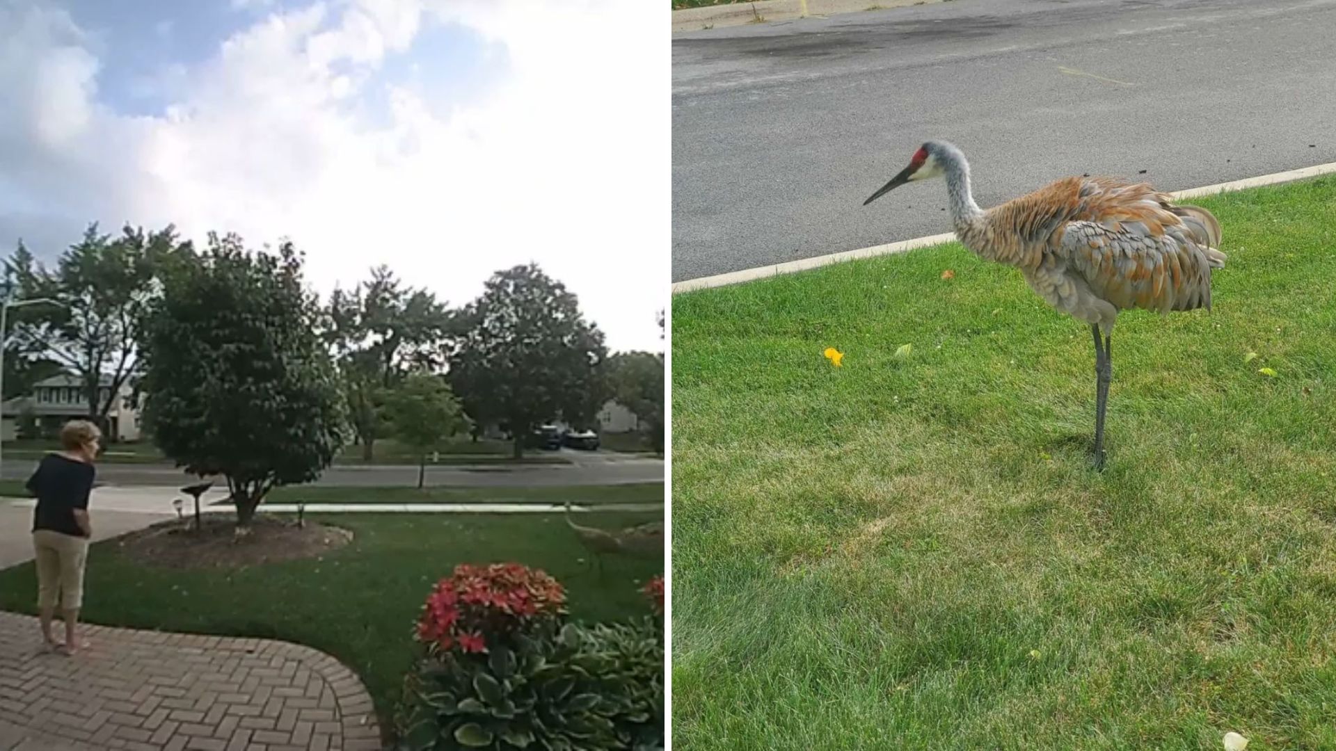 chicago woman finds unusual bird in her neighborhood