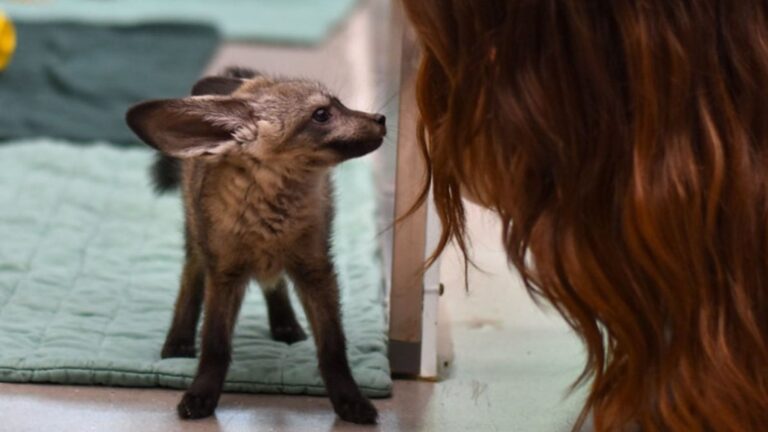 bat-eared fox
