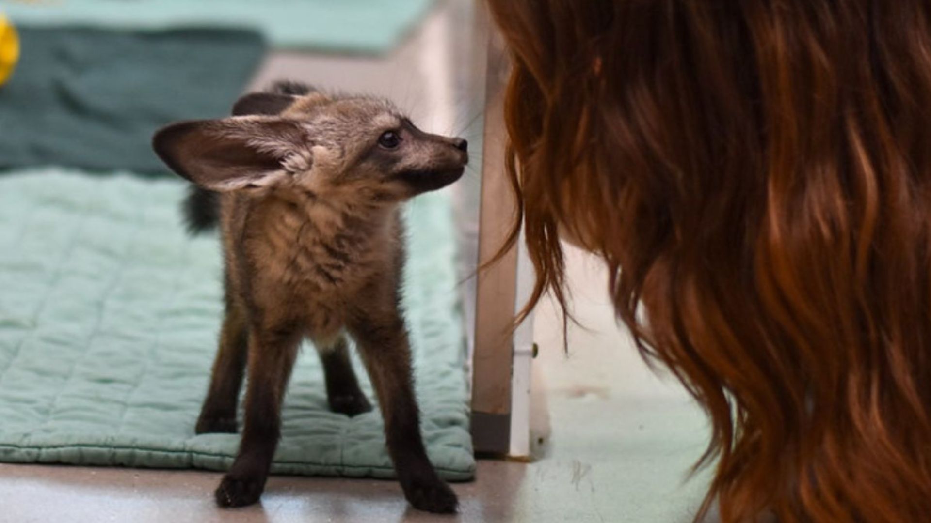 bat-eared fox
