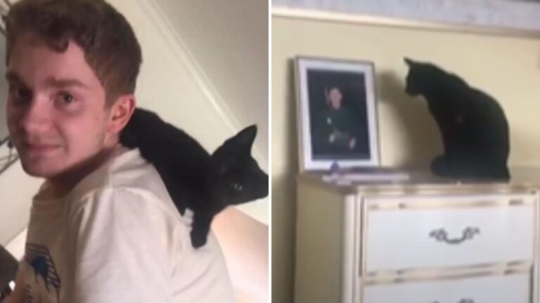 cat missing her owner