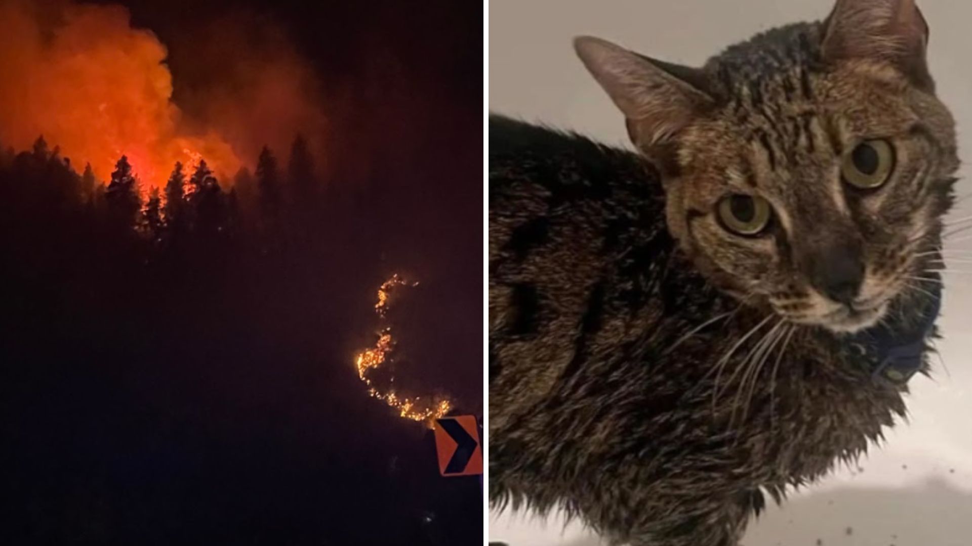 cat survives wildfire thanks to slurry
