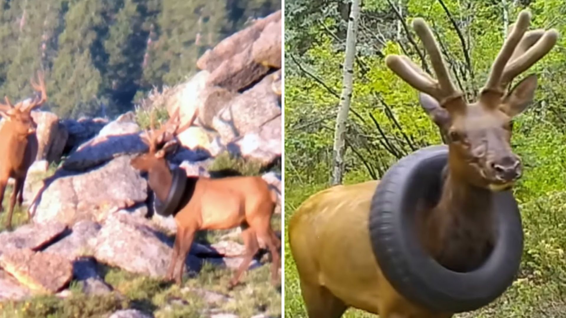 elk with a tire around neck