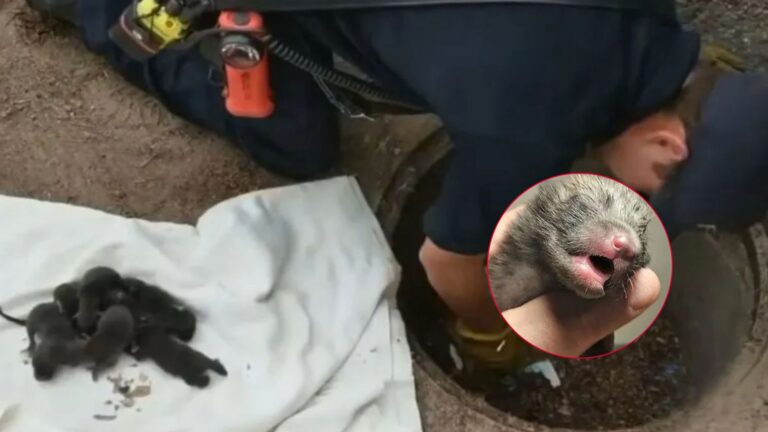 firefighters rush to rescue puppies but get surprise
