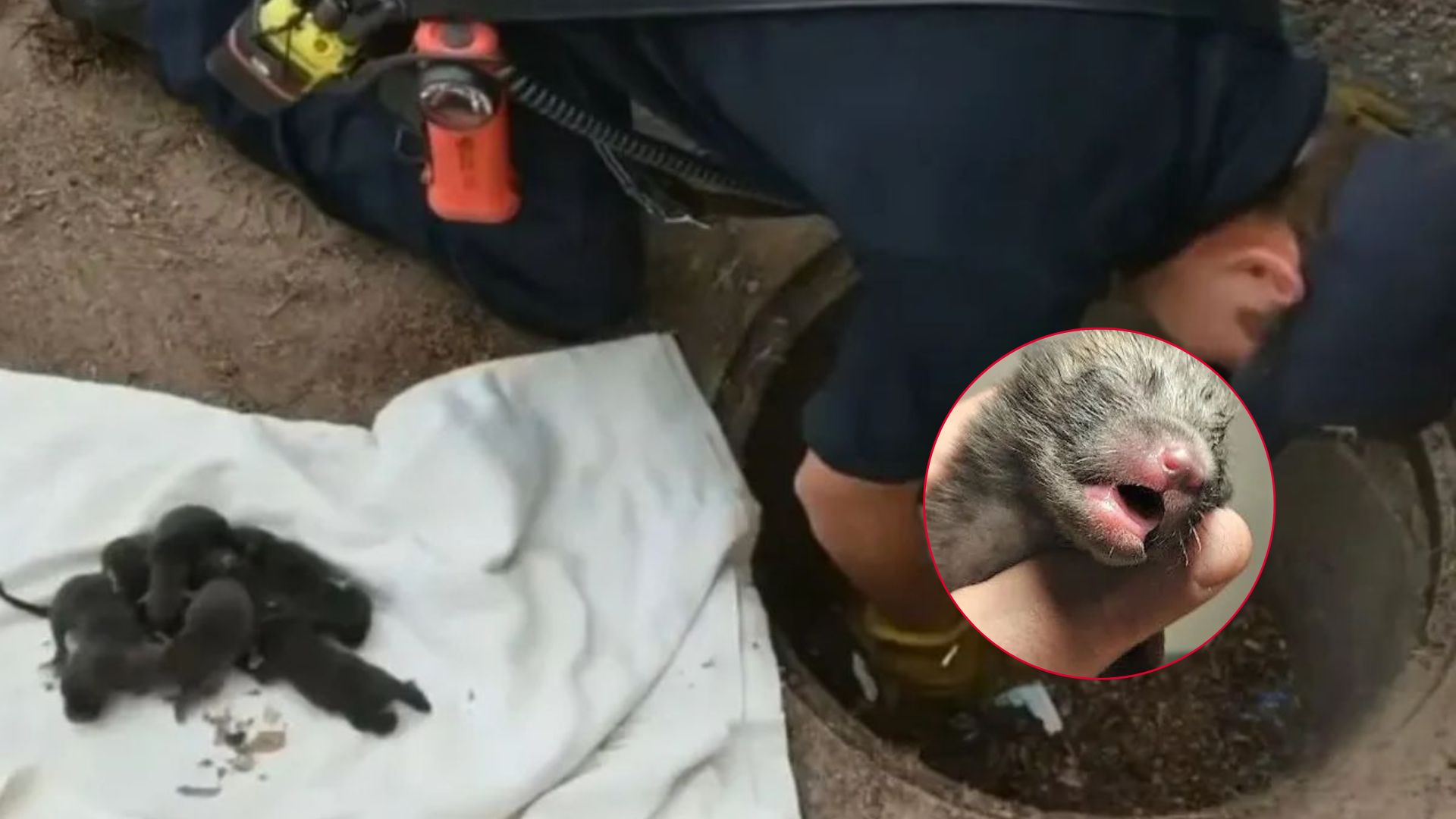 firefighters rush to rescue puppies but get surprise