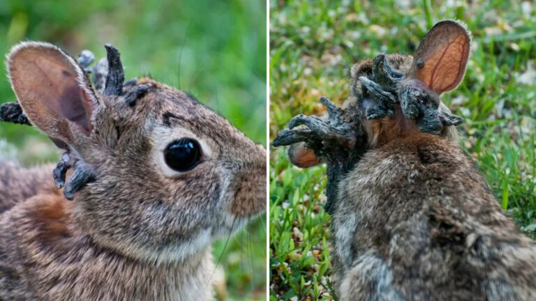 colorado rabbits with weird growth on face