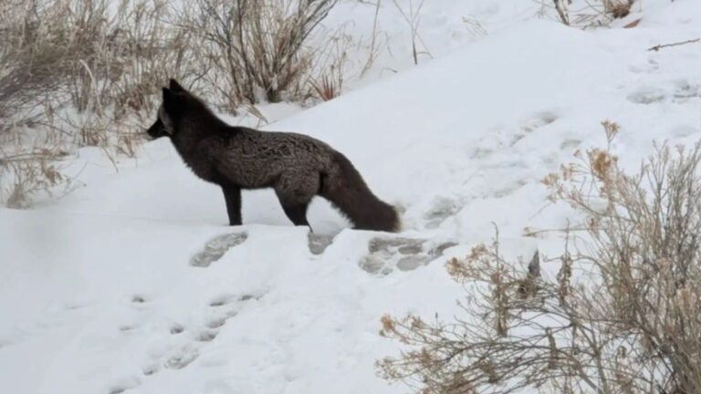 colorado silver fox