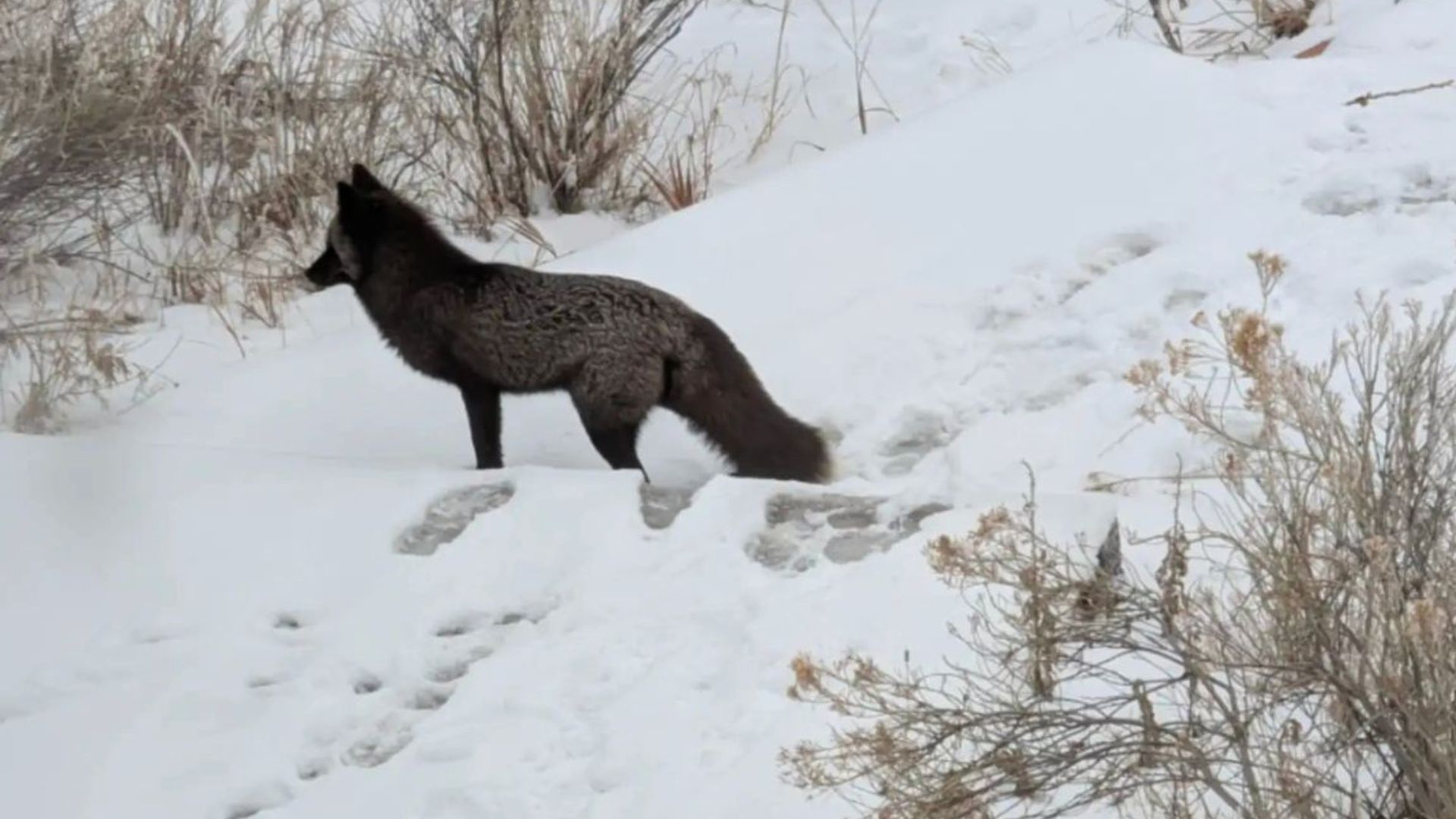 colorado silver fox