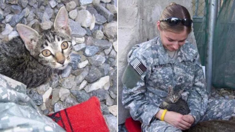 soldier adopts kitten