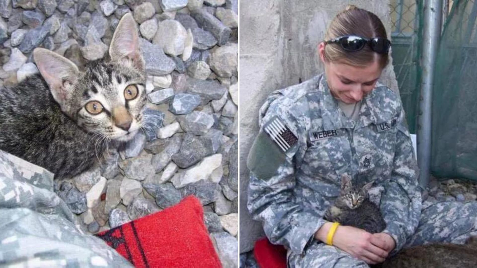 soldier adopts kitten