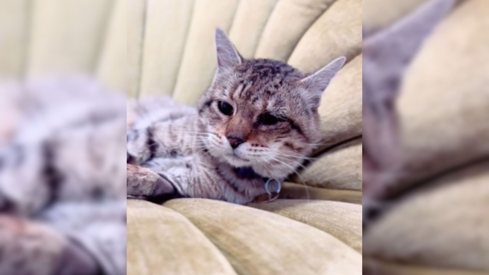 cat touches chair