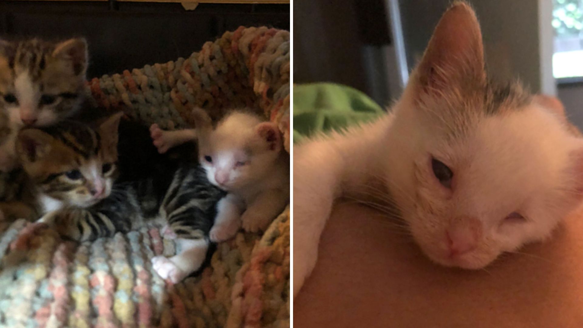 blind kitty rescued from bear's den