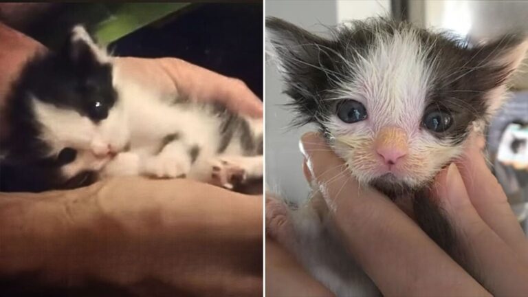 tiny kitten