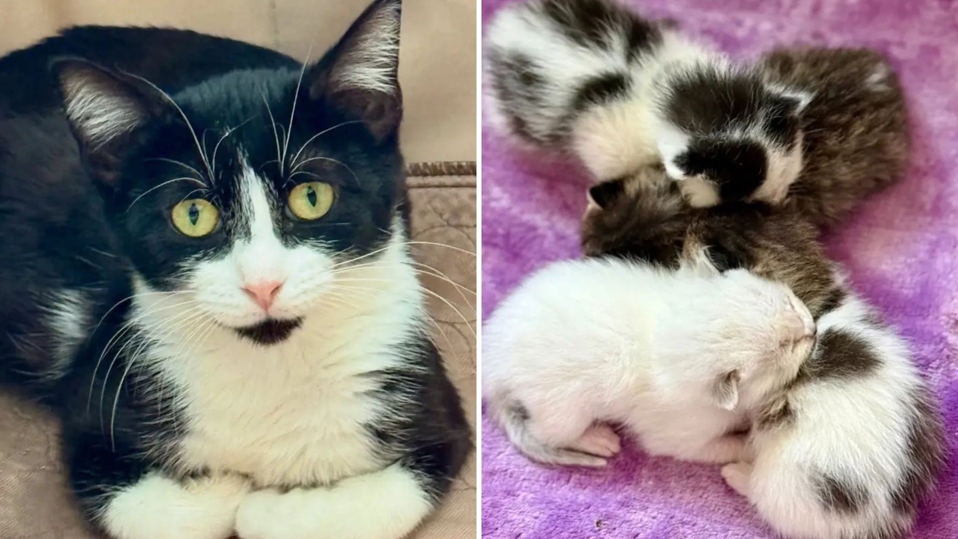 mama cat and kittens