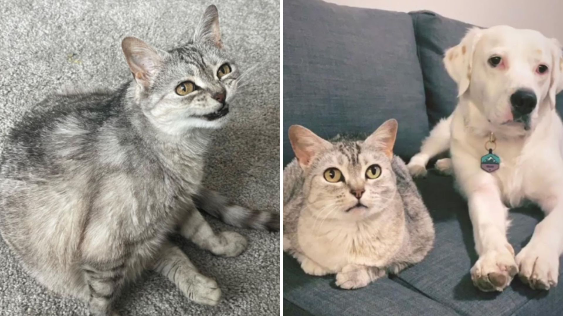 adopted cat