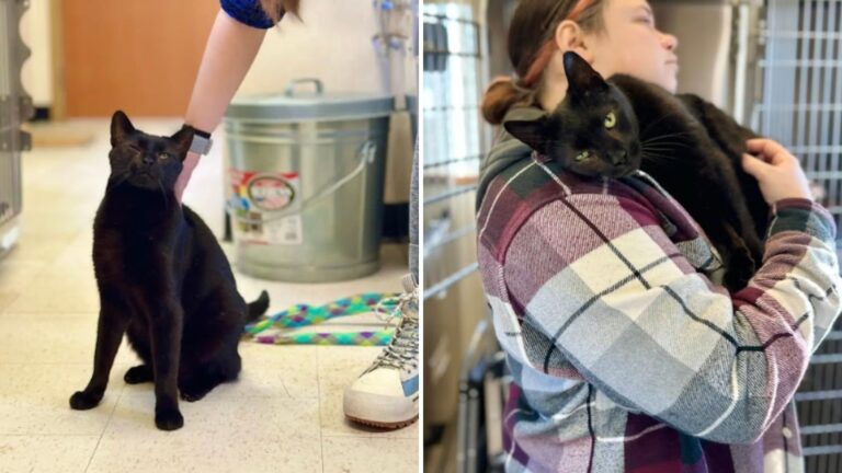 family abandons cat for heartbreaking reason