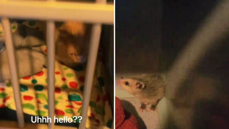 woman finds sth else in cat's cage