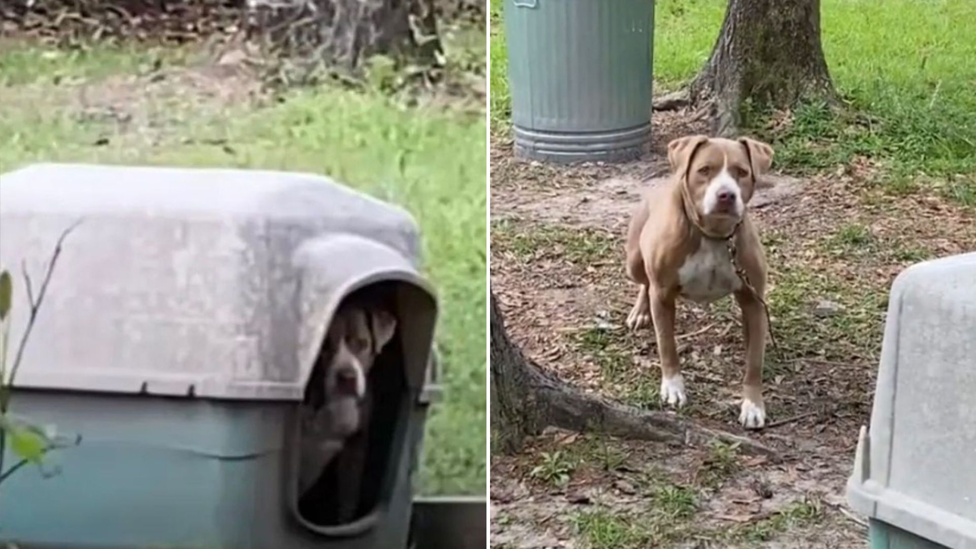 couple finds dog tied up in abandoned yard