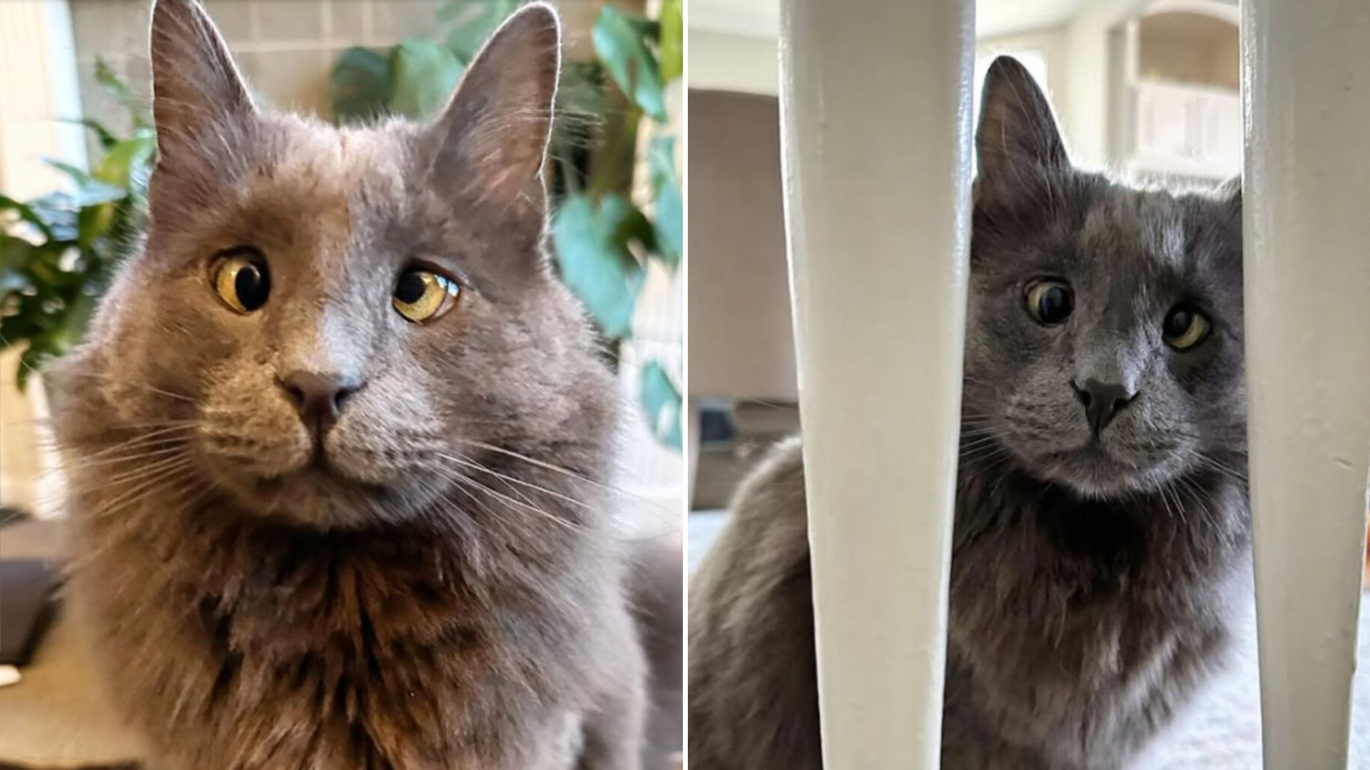 belarus cross eyed