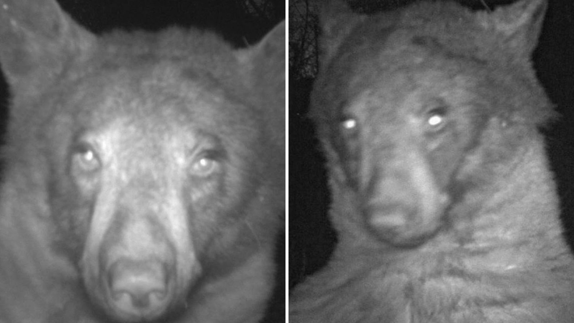 Colorado Bear
