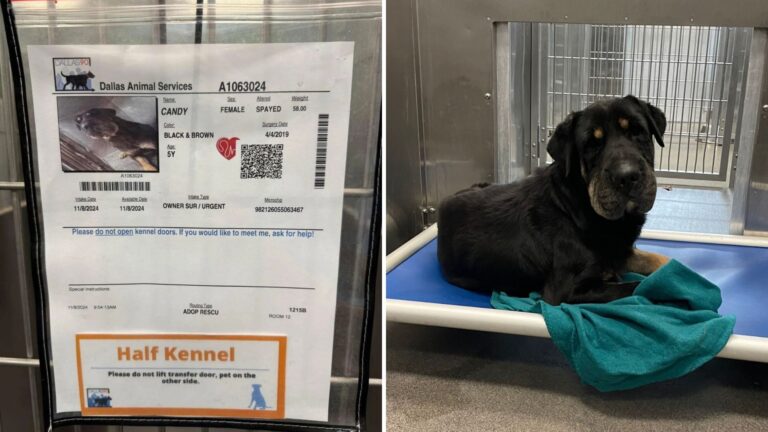 woman adopts her dogs sister