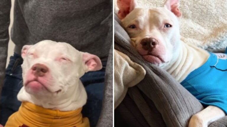 deaf dog