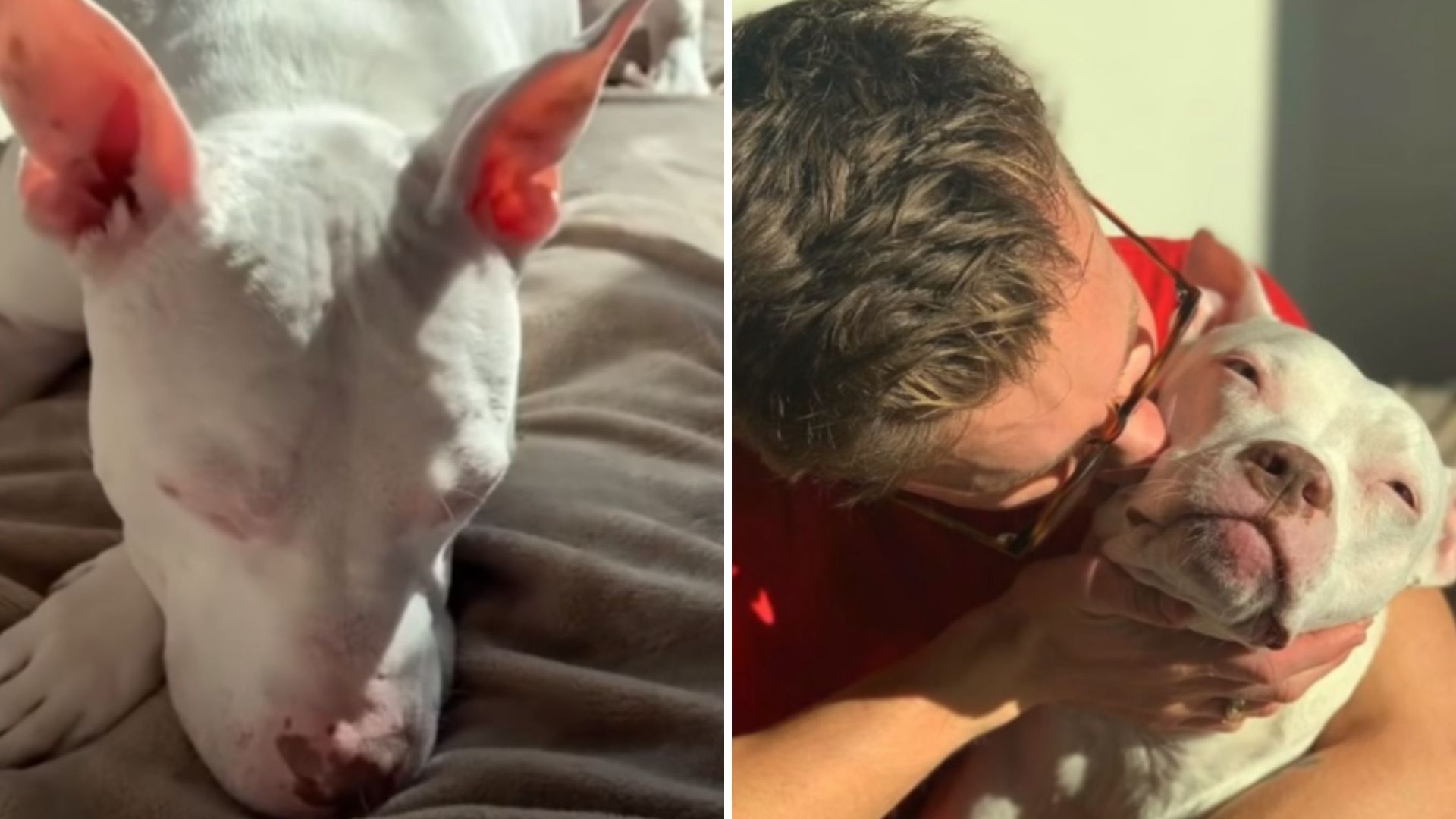 deaf pittie finally learns what love is