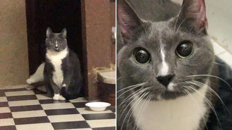 desperate cat