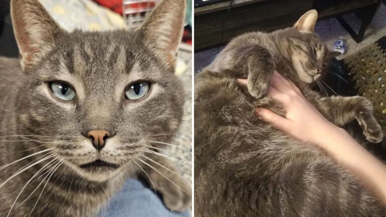 shelter cat hugs visitors