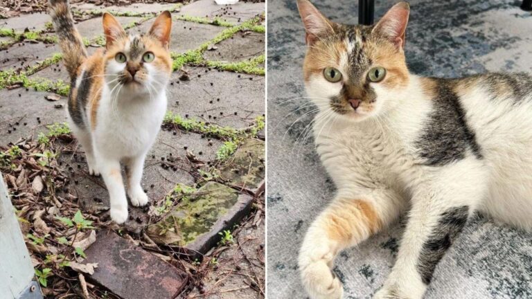 stray cat