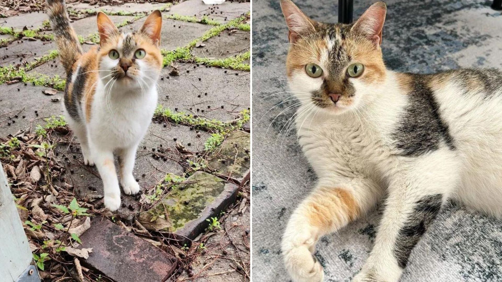stray cat