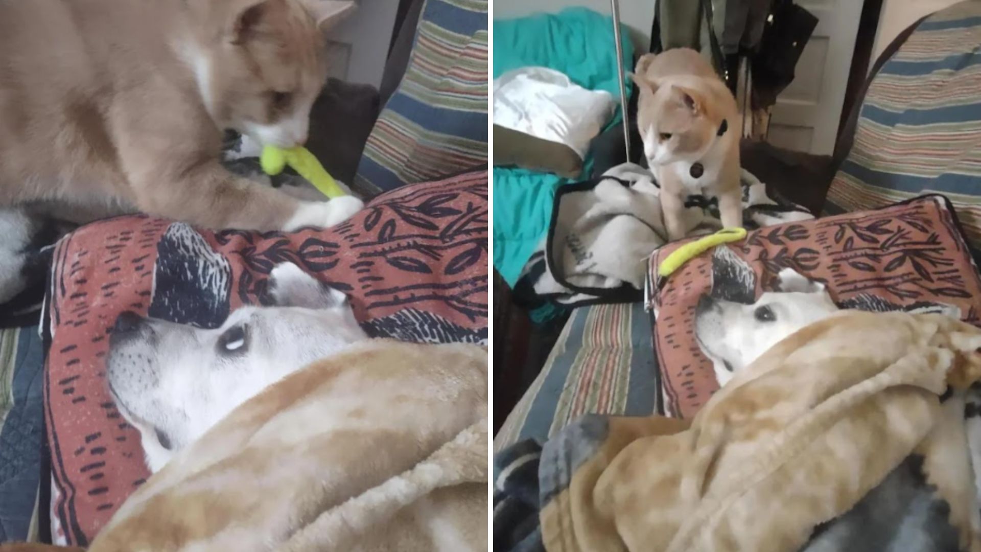 cat and sick dog