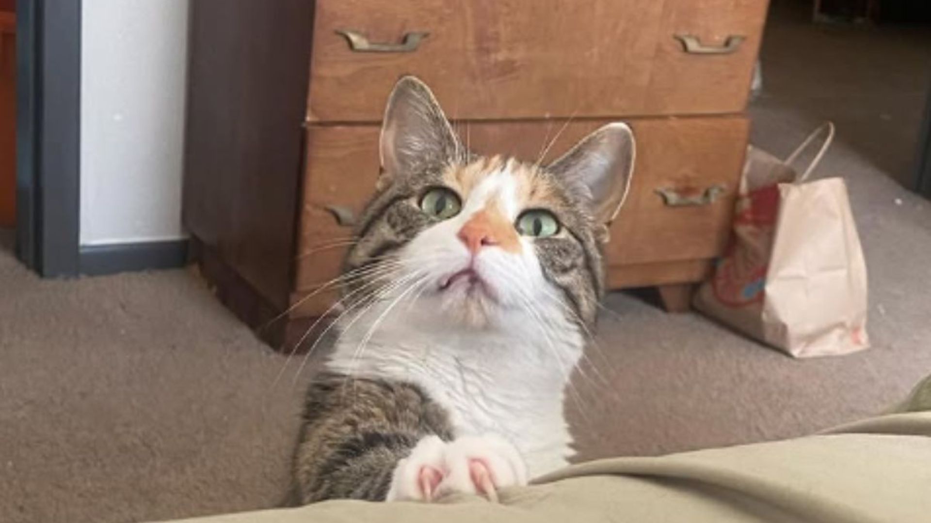 disabled cat