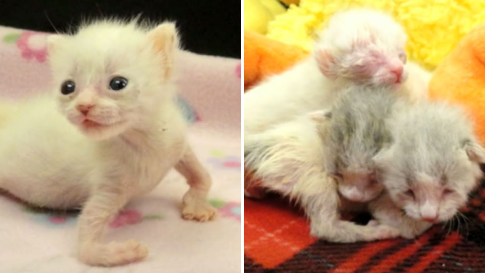 disabled kitten